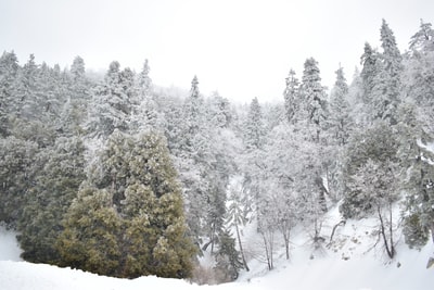雪覆盖的树木

